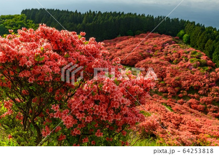 大和葛城山のツツジ 大和葛城山のツツジ 64253818