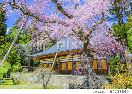 シダレザクラと応永寺本堂 64253849