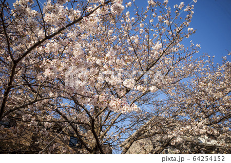 宮崎台駅前 ソメイヨシノ 宮崎台駅前 ソメイヨシノ 64254152