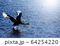 黒鳥　発進の瞬間 64254220