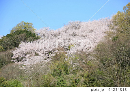 桜の花 桜の花 64254318