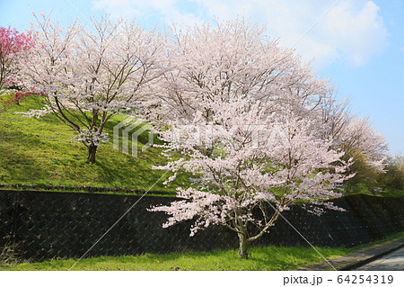 桜の花 桜の花 64254319