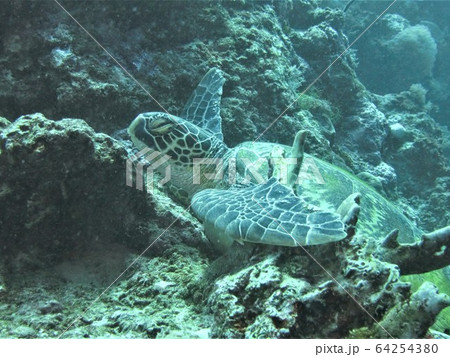 ヒレ（前足）をサンゴに引っ掛けて眠るウミガメ 64254380