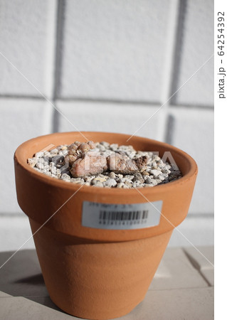 多肉植物　 カプトヴィペラエ　プセウドリトス 64254392