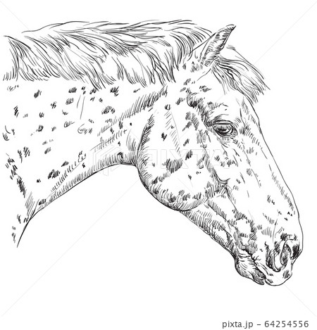Horse portrait-2 Horse portrait-2 64254556