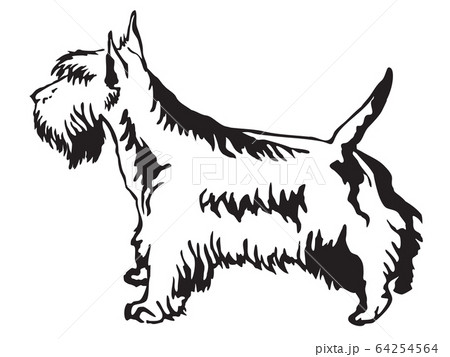 Decorative standing portrait of Scottish Terrier Decorative standing portrait of Scottish Terrier 64254564