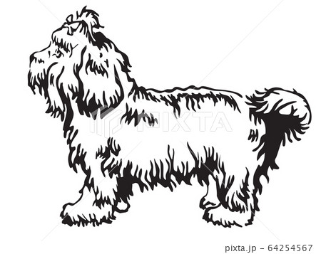 Decorative standing portrait of Bolonka vector 64254567