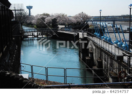 桜の羽村取水堰 桜の羽村取水堰 64254757