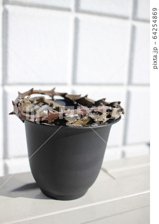 多肉植物　ボッセリ　セロペギア 64254869