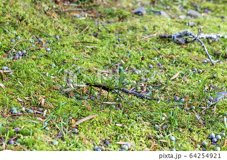 カヤの木 カヤの木 64254921