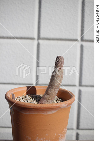 多肉植物　ハーグネラエ　ラブラニア　 64254974