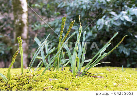 ノキシノブ ノキシノブ 64255053