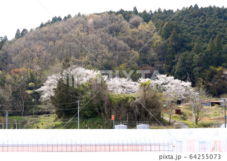 満開の宇陀川桜並木（奈良県） 64255073