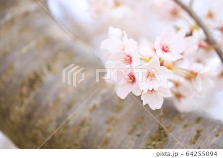満開の宇陀川桜並木（奈良県） 64255094