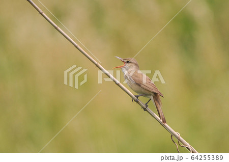 オオヨシキリ オオヨシキリ 64255389
