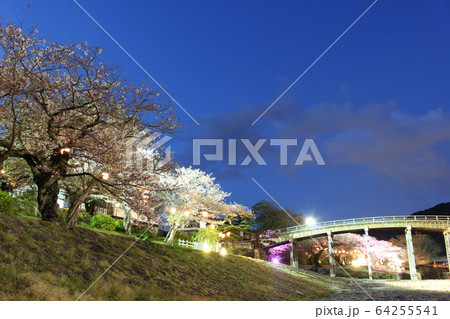 夜のサクラと錦帯橋 夜のサクラと錦帯橋 64255541
