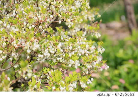 ドウダンツツジの花 ドウダンツツジの花 64255668