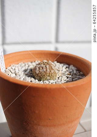 多肉植物 ヘラルドヘラヌス プセウドリトス 多肉植物 ヘラルドヘラヌス プセウドリトス 64255857