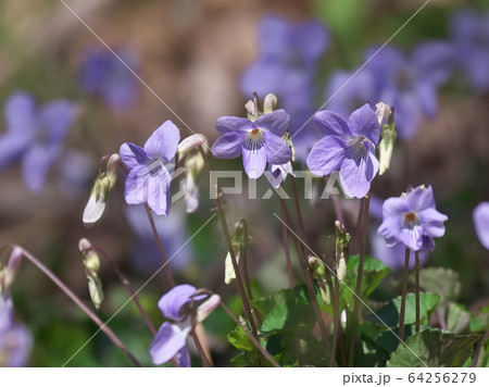タチツボスミレ 64256279