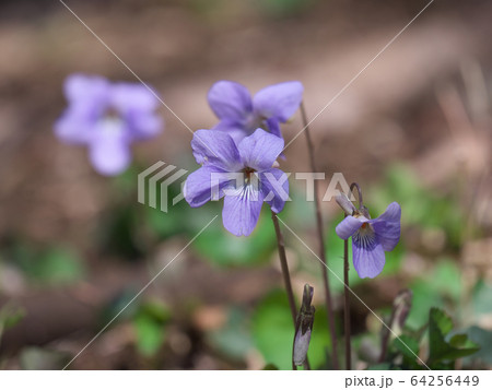 タチツボスミレ タチツボスミレ 64256449