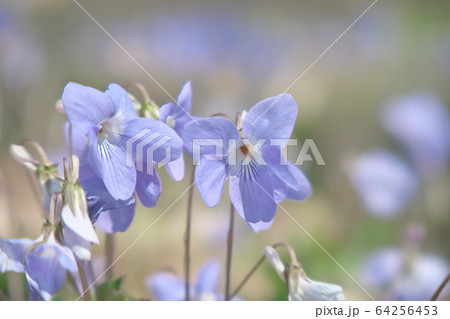 タチツボスミレ 64256453