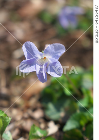 タチツボスミレ 64256487