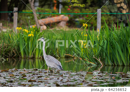 サギ サギ 64256652