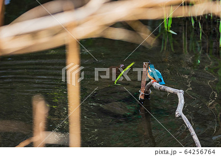 青い鳥クローズアップ 64256764