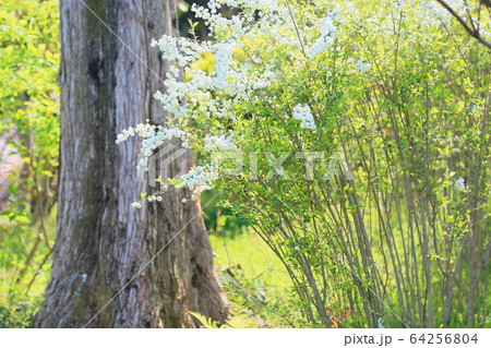 シジミバナの花 シジミバナの花 64256804