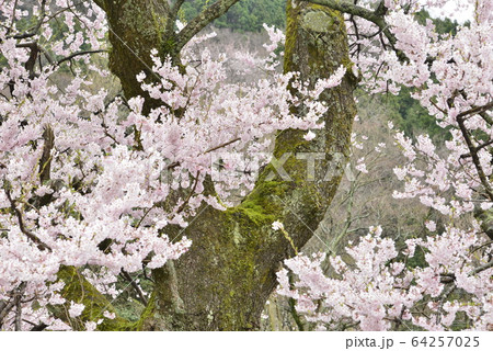 【滋賀県　高島市】清水の桜 64257025