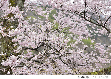 【滋賀県　高島市】清水の桜 64257026