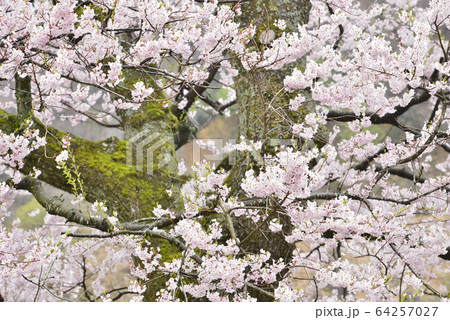 【滋賀県　高島市】清水の桜 64257027