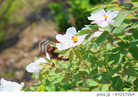 牡丹の花 64257064
