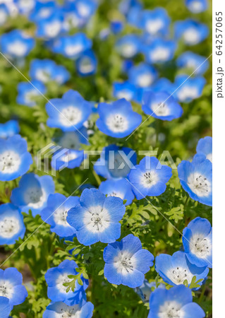 Nemophira/ネモフィラの花 Nemophira/ネモフィラの花 64257065