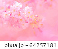 桜 桜 64257181