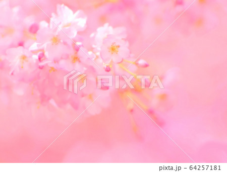 桜 64257181