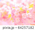 桜 桜 64257182