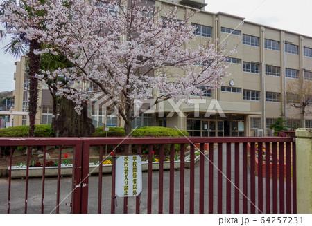 サクラと小学校校門 64257231
