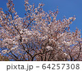 桜 64257308