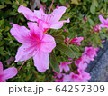 ツツジ 64257309