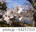 桜 64257315