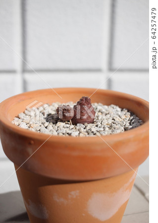 多肉植物　 ケネディアナ 64257479