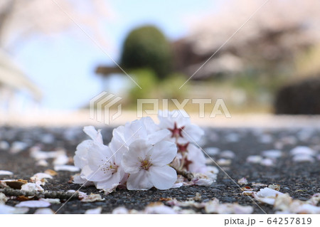 桜 桜 64257819