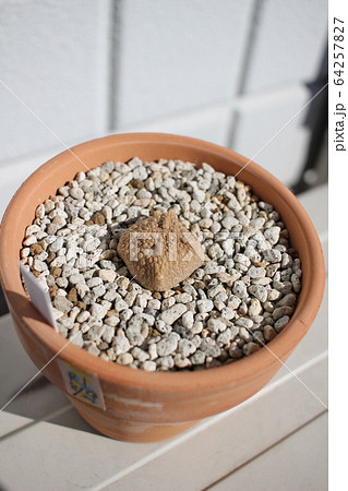 多肉植物　クビフォルメ　プセウドリトス 64257827