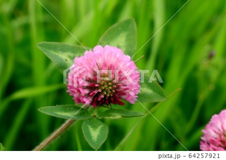 春の野の花：ムラサキツメクサ：河川敷の田んぼの畔 64257921