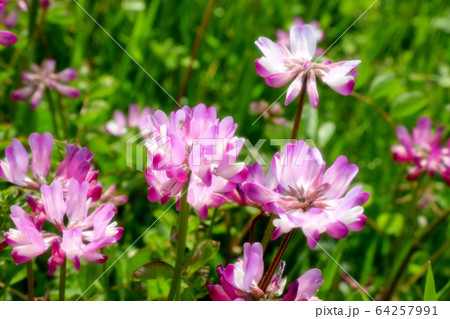 春の野の花:レンゲソウ:河川敷の田んぼ 春の野の花:レンゲソウ:河川敷の田んぼ 64257991