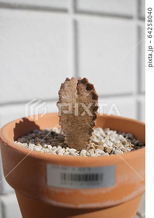 多肉植物　クラサ　ホワイトスロアネア 64258040