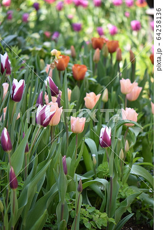 春の花遊庭に咲くかわいい花たち 春の花遊庭に咲くかわいい花たち 64258136