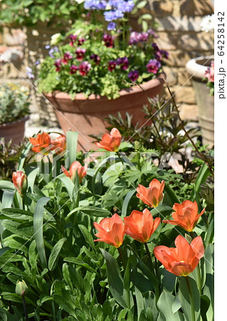 春の花遊庭に咲くかわいい花たち 64258142