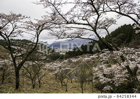 桜 桜 64258344
